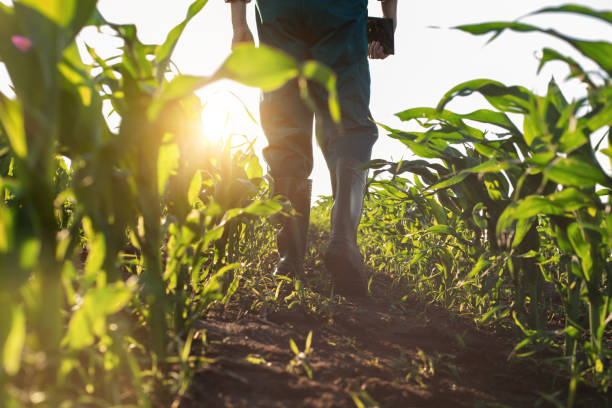 Farmer walking through a maize field at sunset, holding a mobile device