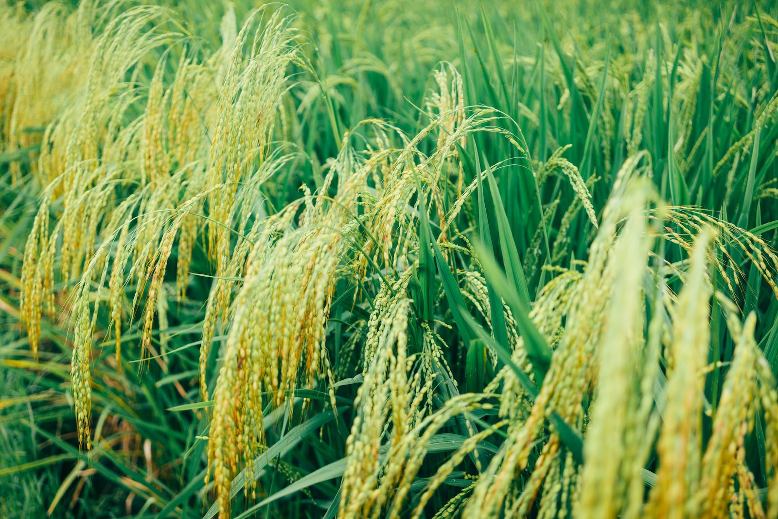 Field of ripe rice ready for harvest